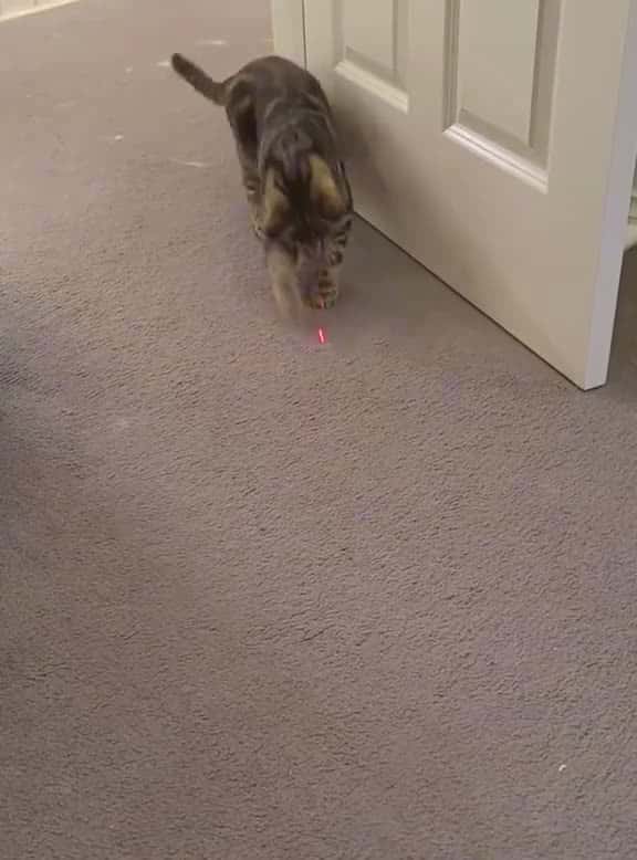 Cover for Cat and laser cat funnycat cats funnyvideos fyp 47086 #america