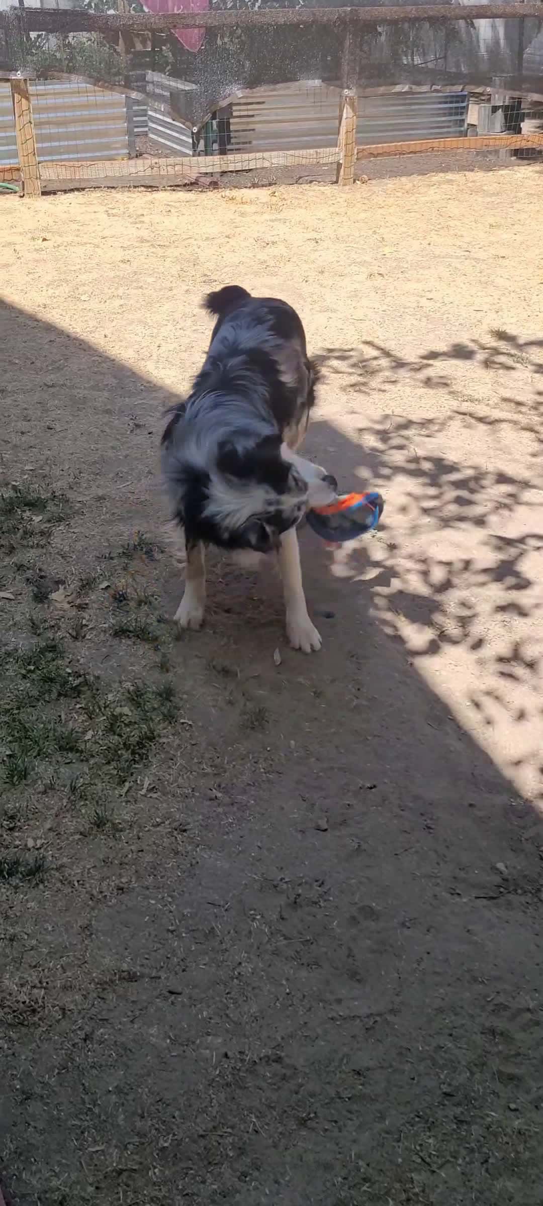 Cover for noki is shakin it up! 😅  #shakeit  #dogs  #australianshepherd  #playtime  #dogsplaying  #playing  #frisbee 