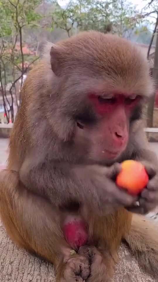 Cover for #monkey #animal #foryou
