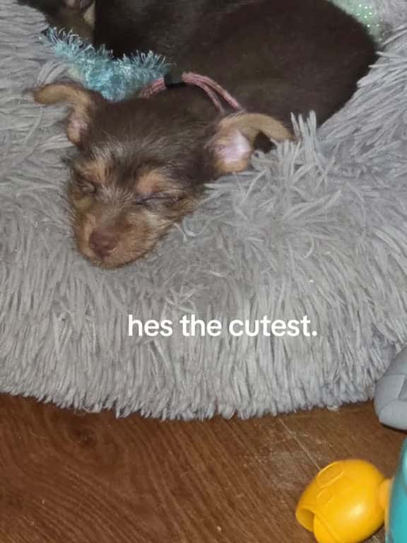 Cover for I love my puppy . hes such a cute boy. interested to see his color changing as he gets older he is only 9 weeks. hes such a cuddler. #dogmom#mividaloca #puppytiktok #chorkie  created by Alissa Lynn Zatelli with KAROL G & Mariah...