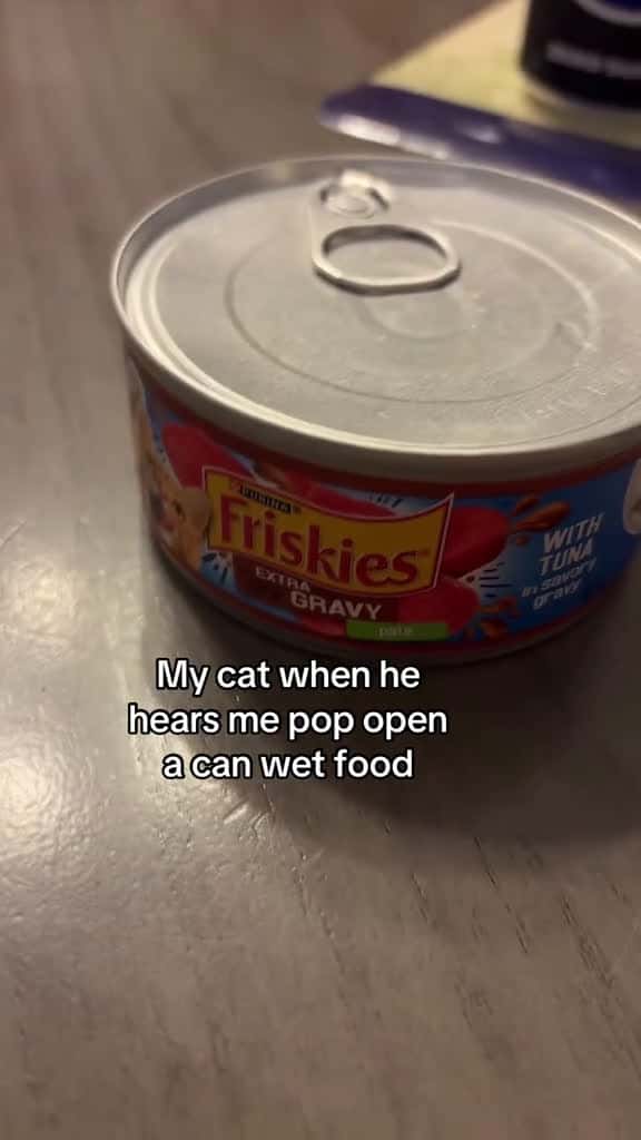 Cover for Did you know that wet food for cats is like junk food for them #sugaronmytongue #cats #catsoftiktok #fyp #thedivakats @Friskies  created by Thedivakats with Tyler, The Creator’s Sugar On My Tongue