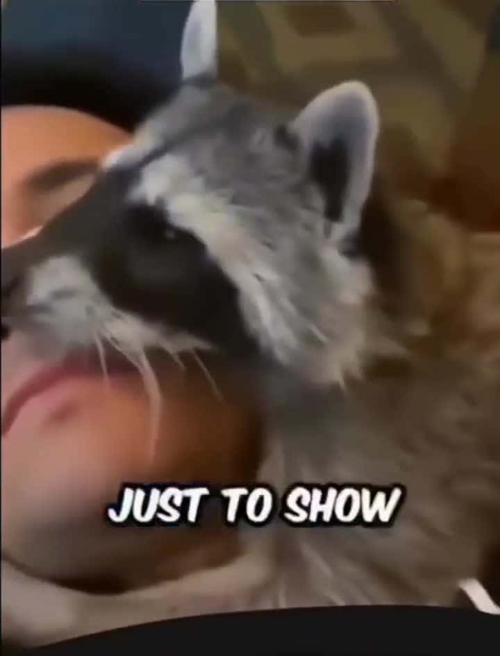 Cover for This raccoon has something to say! 🦝 #TalkingAnimals #Raccoon #CuteAnimals