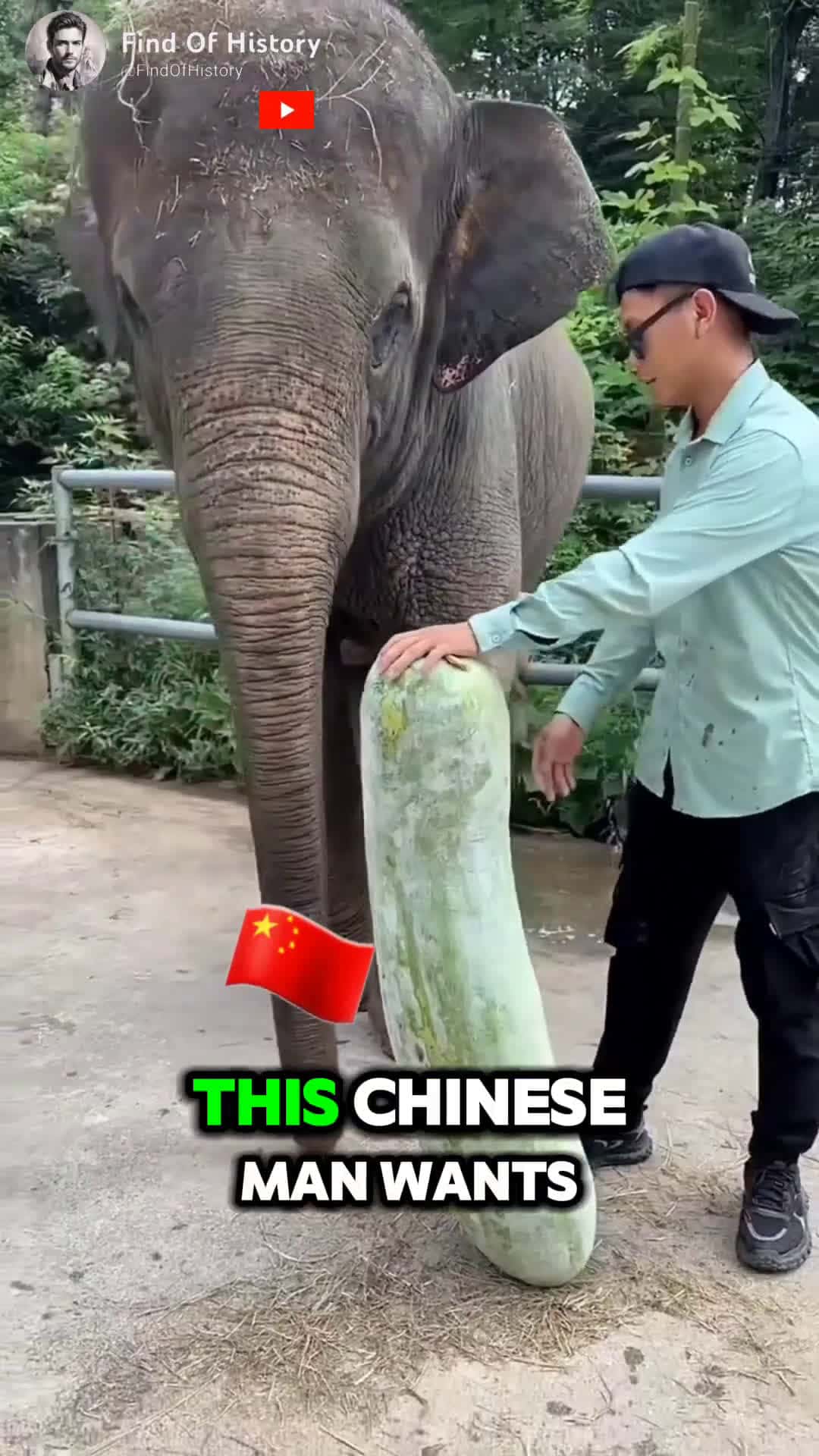 Cover for Unique Elephants Clever Trick Ostrich Egg Heist Part 01 shorts unique
