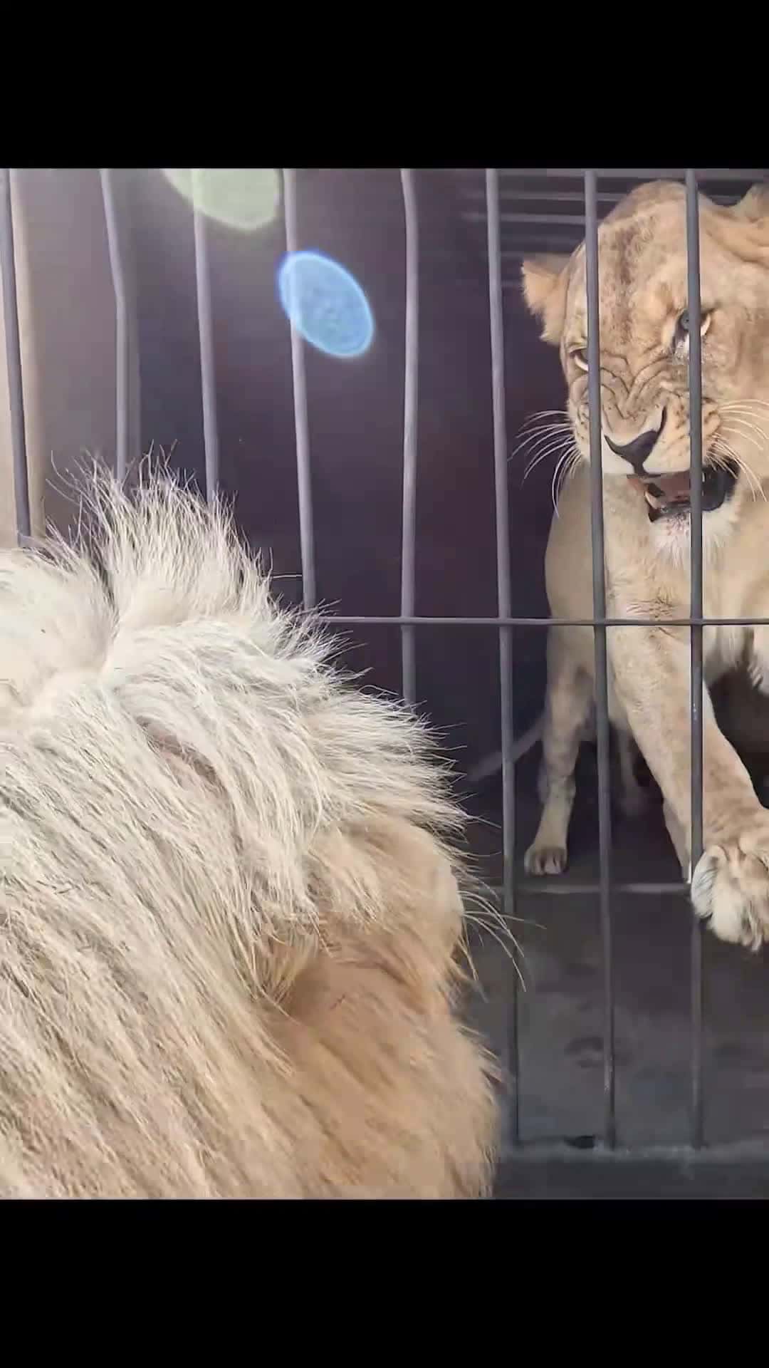 Cover for #kitty #kittycat #lion #funnyanimals #natur #bigcat♥️🥰♥️