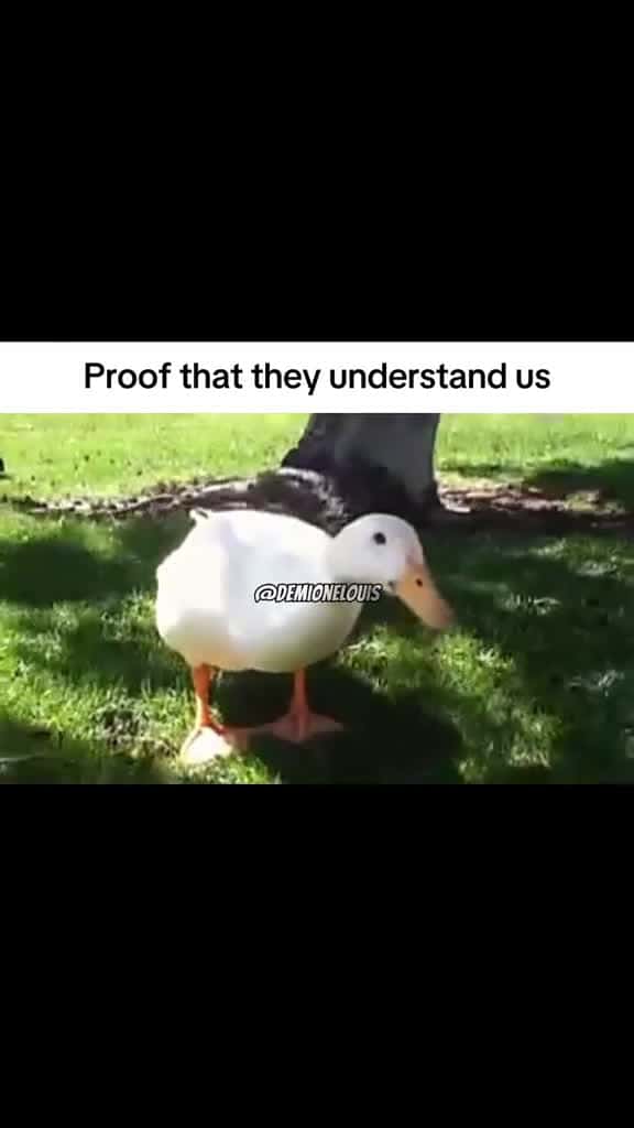 Cover for Thats why the Aflac Duck been missing in action #capcut #fyp #foryoupage #meme #viral #aflac #duck #CapCut