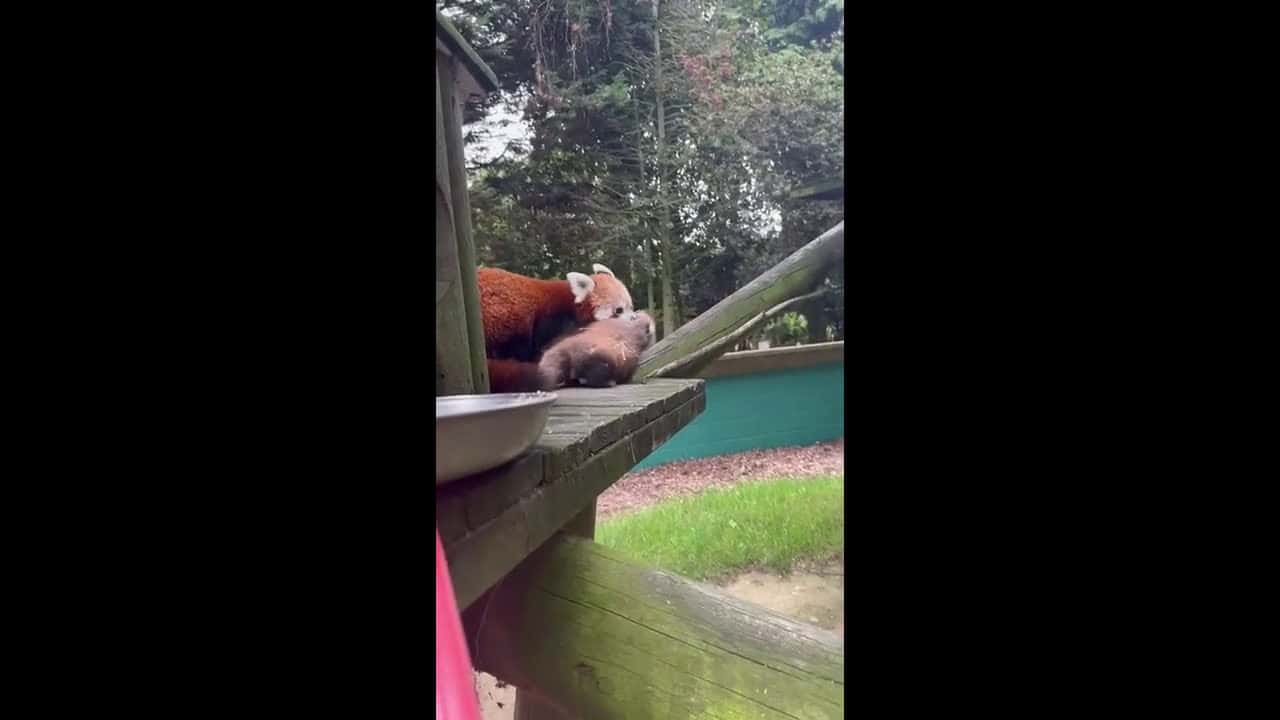 Cover for RAW VIDEO: Banham Zoo in East Anglia has had an incredibly adorable double arrival - red panda twins! 2/2