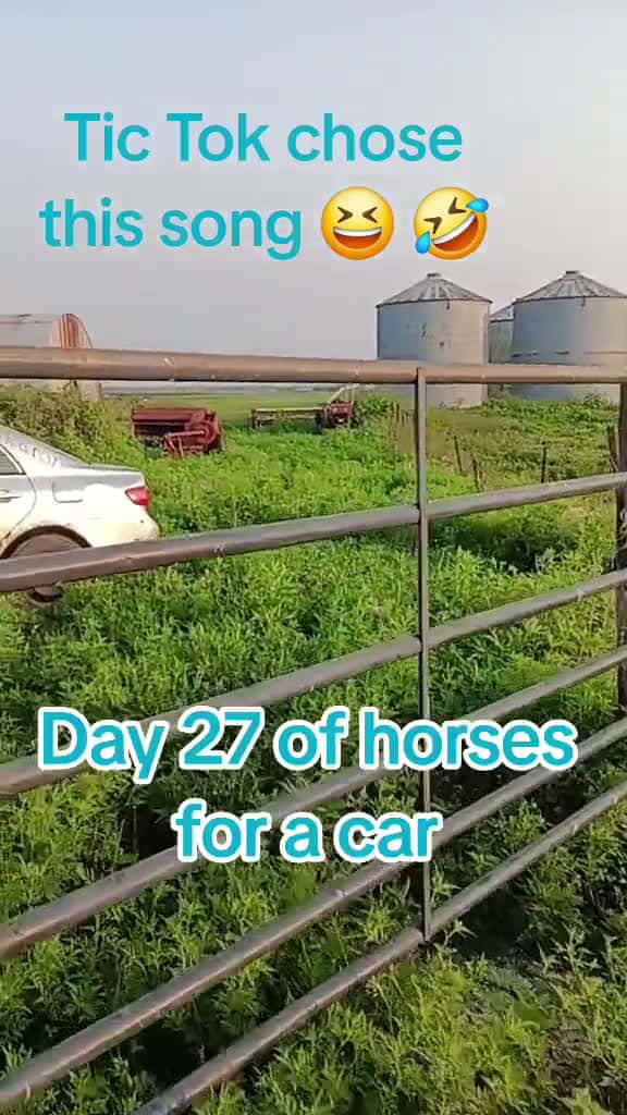 Cover for We are on day 27 of horses for a car. we have hit a major road block since I got acussed of inappropriate acts. So please if you have time share this out tag people help get more eyes on this. #chroniclyillpoorandmakingit #hors...
