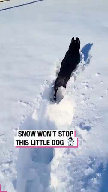 Cover for Snow Wont Stop This Little Dog!