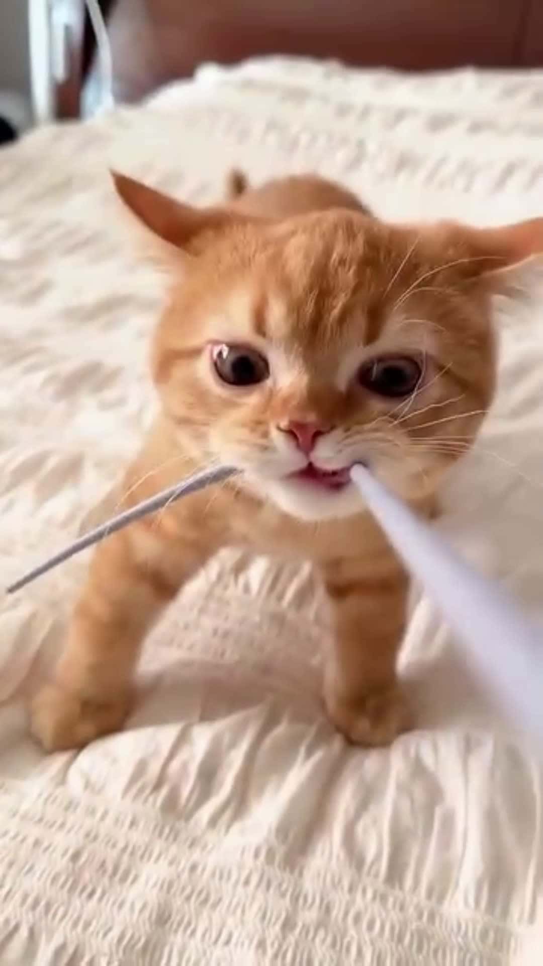 Cover for catlover