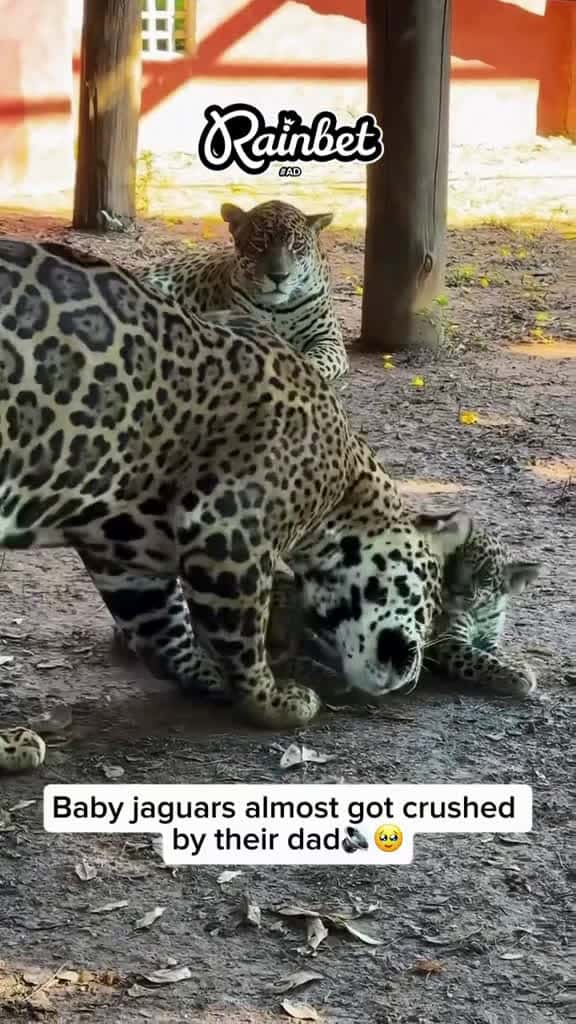 Cover for fyp viral trending fyp xyzbca jaguar animals animalsoftiktok wholesome 29518 #shortvideos