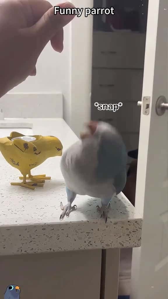Cover for Funny parrot fyp fyp funnyvideo funnytiktok Tiketok funnymoments tiketok 18830 #trending