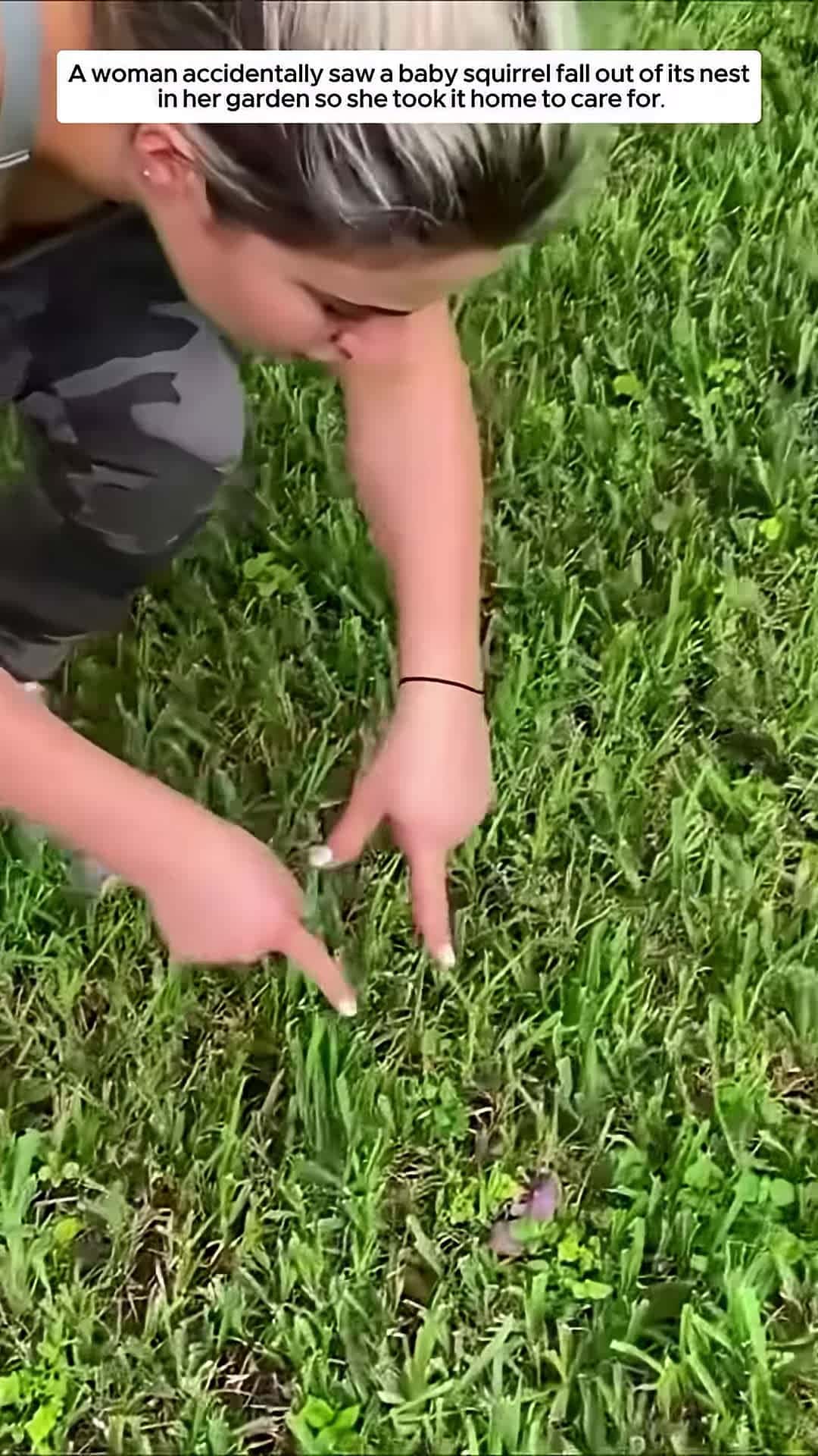 Cover for A woman accidentally saw a baby squirrel fall out of its nest and then