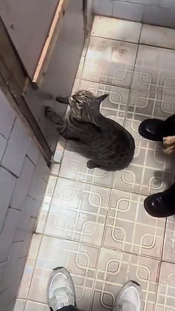 Cover for A wise cat cats funny fyp pet catsoftiktok 70143 #trendingscoopz