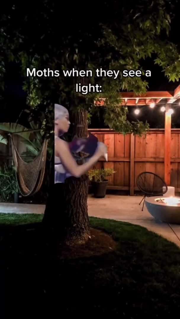 Cover for Lets GO Moths to a Light comedy