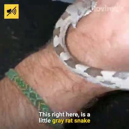 Cover for Brave Guy Has Insane Encounters With Snakes