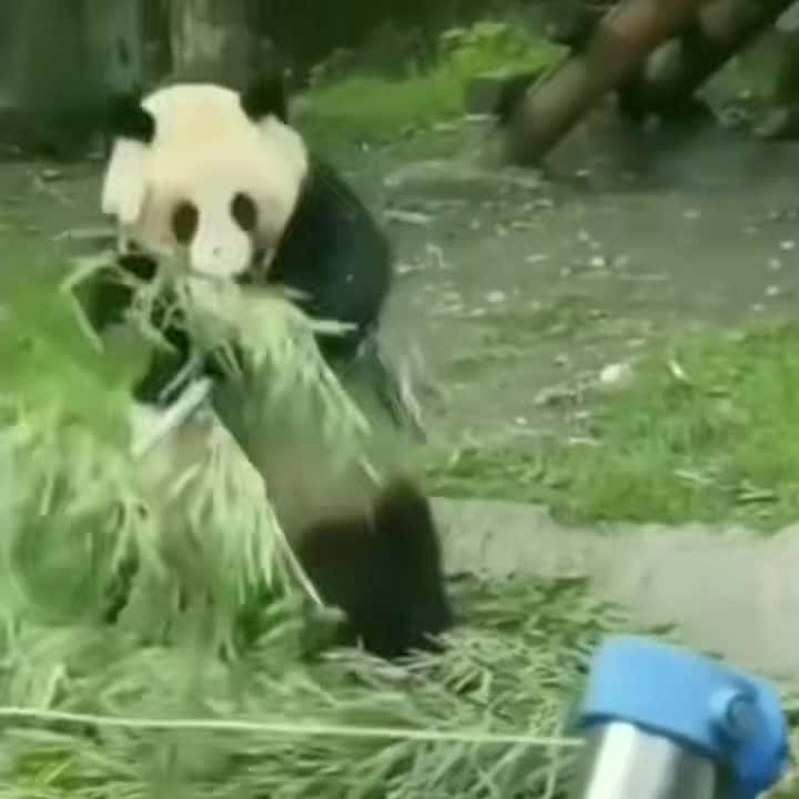 Cover for Kung Fu Panda IRL #animalvoiceover #voiceover #animals #funny #cute #klrdubs