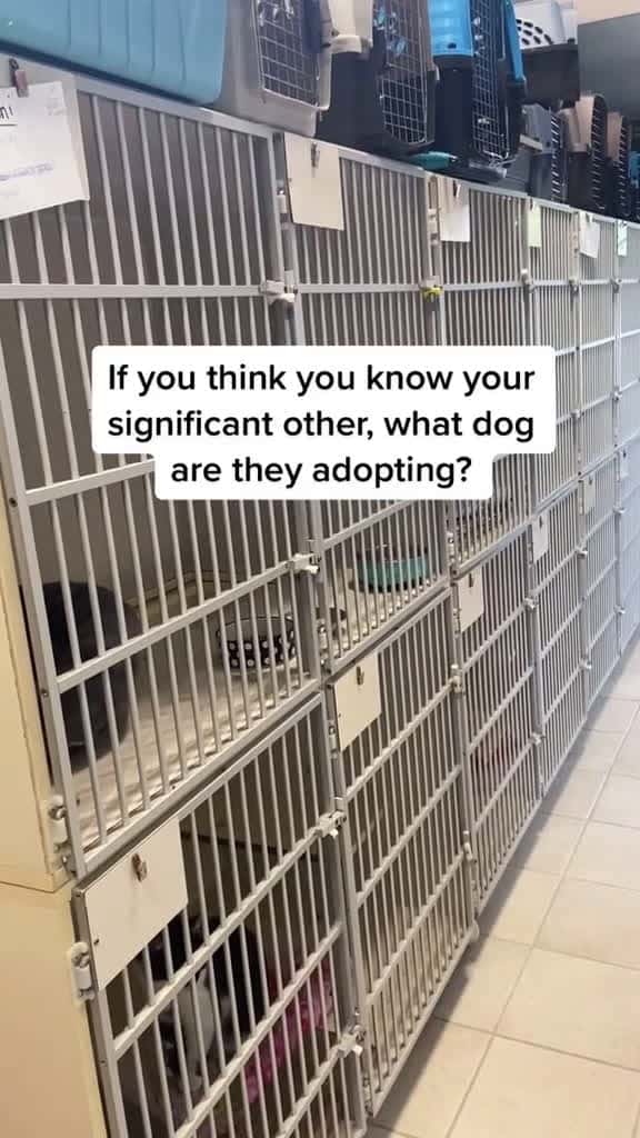 Cover for So many great options we can t choose shelterdog shelterpetsoftiktok adoptme socute 99141 #trending