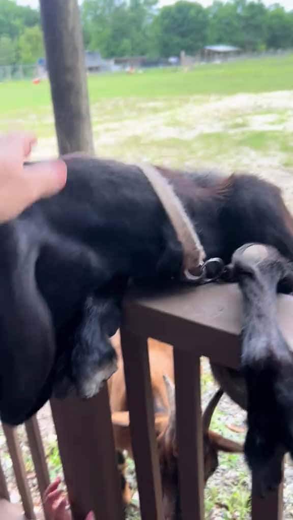 Cover for Can I pet that GOAT farmlife goat florida nc fyp Summer dog 2025 64031 #shortvideosscoopz