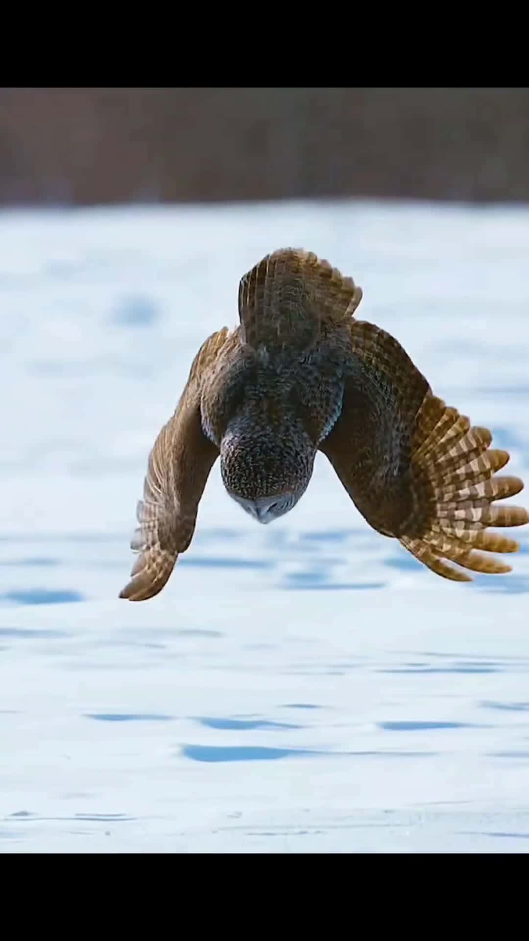 Cover for Grey owl 🦉  #wildlife  #animals  #nature #CaughtOnCamera