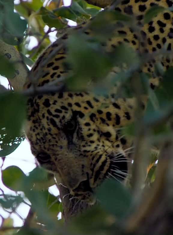 Cover for Part 26fyp leopard lion animalswords 98091 #nicevideo