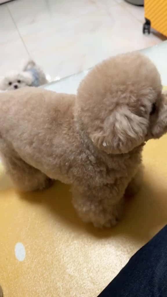 Cover for cunyeu fyp dog cute pet xh poodle bunquystoc 28482 #american