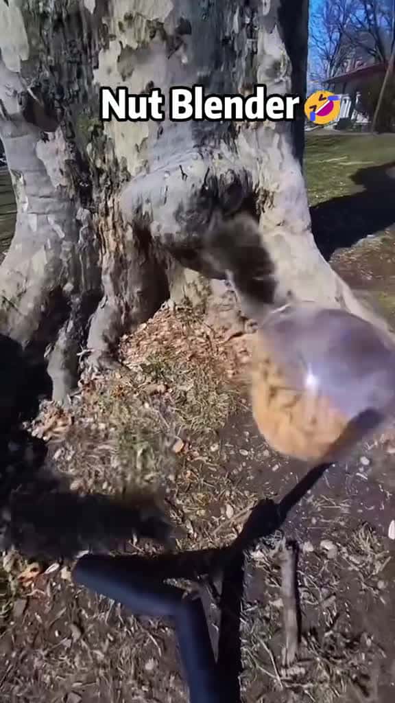 Cover for Funny squirrels squirrel funny animals funnyanimals funnysquirrel funnyvideos fyp foryoupa 88718 #american