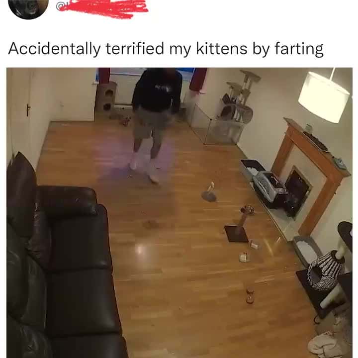 Cover for THE FART SCARED THE CATS AWAY😂😂😂😂😂 #Tiktok #viral #video #funny #fyp ##lmao #lol #explorepage #likeforlikes #comedy #music #Comment #tbt #trend #ad #energy #growth #humor #memes #reels #relax #usa #wellness #Youtube #shorts #laugh #funniestmemes #memesfunny #funnymemes #funnyreels #funnymoments #india #foryou #instagram #instagood #instadaily #insta #love #explorepage #reelitfeelit #reelsinstagram #party #bhfyp #positivevibes #chillin #winter #viralpost #viralchallenge #fypツ #funnymoments