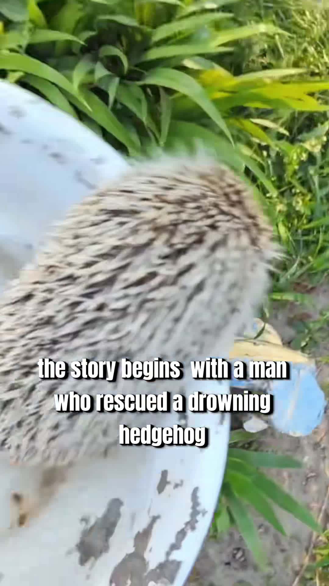 Cover for #OddlySatisfying Have you ever seen a hedgehog stealing food？#hedgehog #animals
