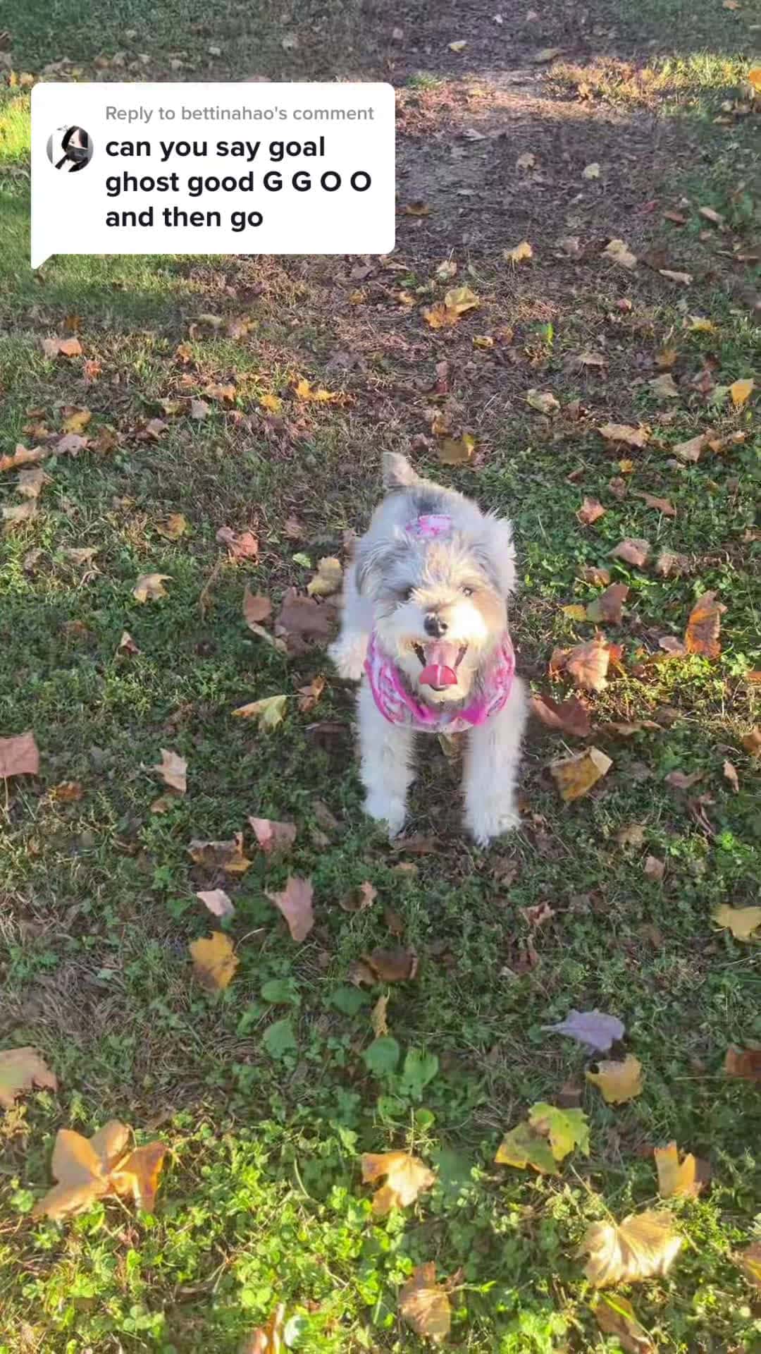 Cover for Replying to @bettinahao #dog #dogs #minischnauzer