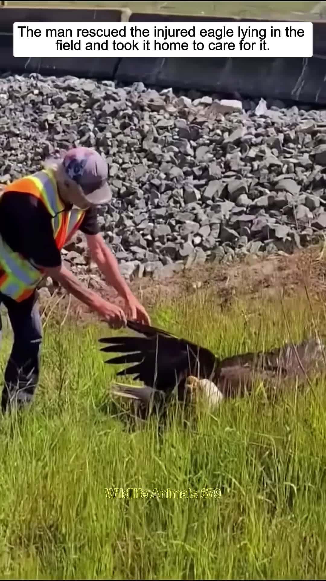 Cover for The man rescued the injured eagle lying in the field and brought it home eagle babyeagle short