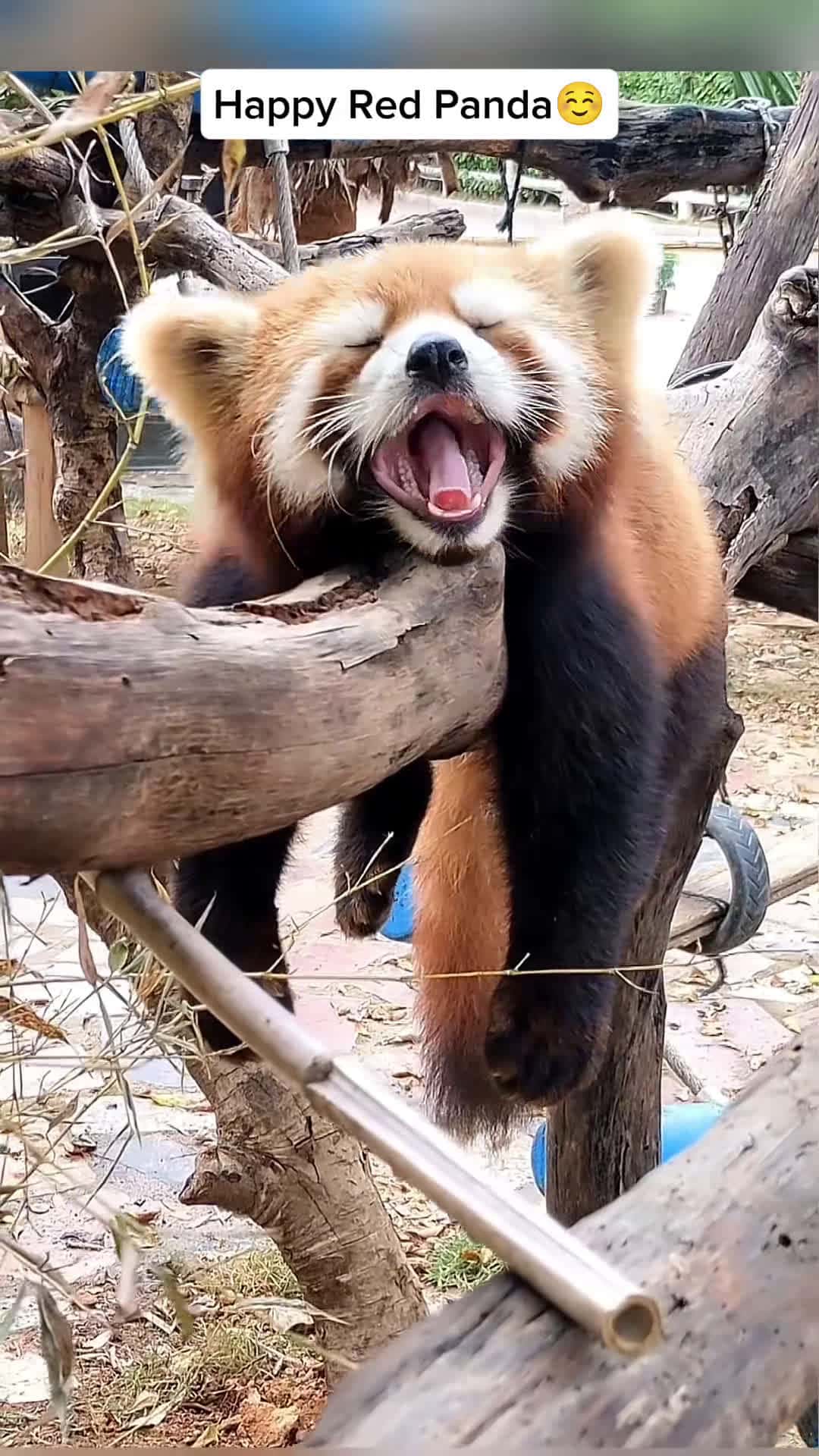 Cover for Scute pandahappy red pandas😘🥰#redpanda #panda #cuteanimals #fyp 