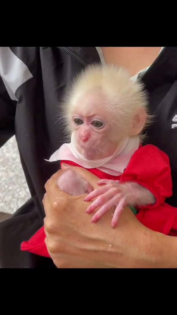 Cover for Beautiful Baby Monkey Feeding 🙊 #babymonkey #bibimonkey  created by Baby Monkey Family with Baby Monkey Family’s original sound