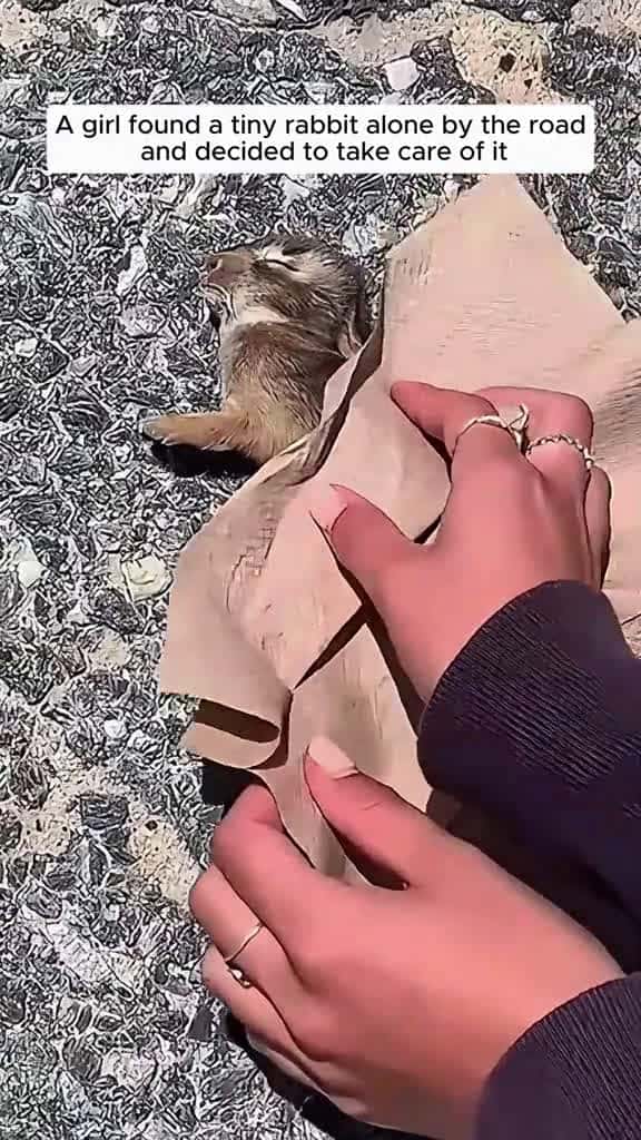 Cover for This family adopted a bunny but they didn't know... #animalrescue #rescue #animals #animalsoftiktok #fyp #animallove #animallover #loveanimals #bunny #bunnysoftiktok #viral  #scoopz  #usa 