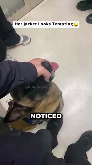 Cover for K9 wasn't behaving well 🤣 🤣 