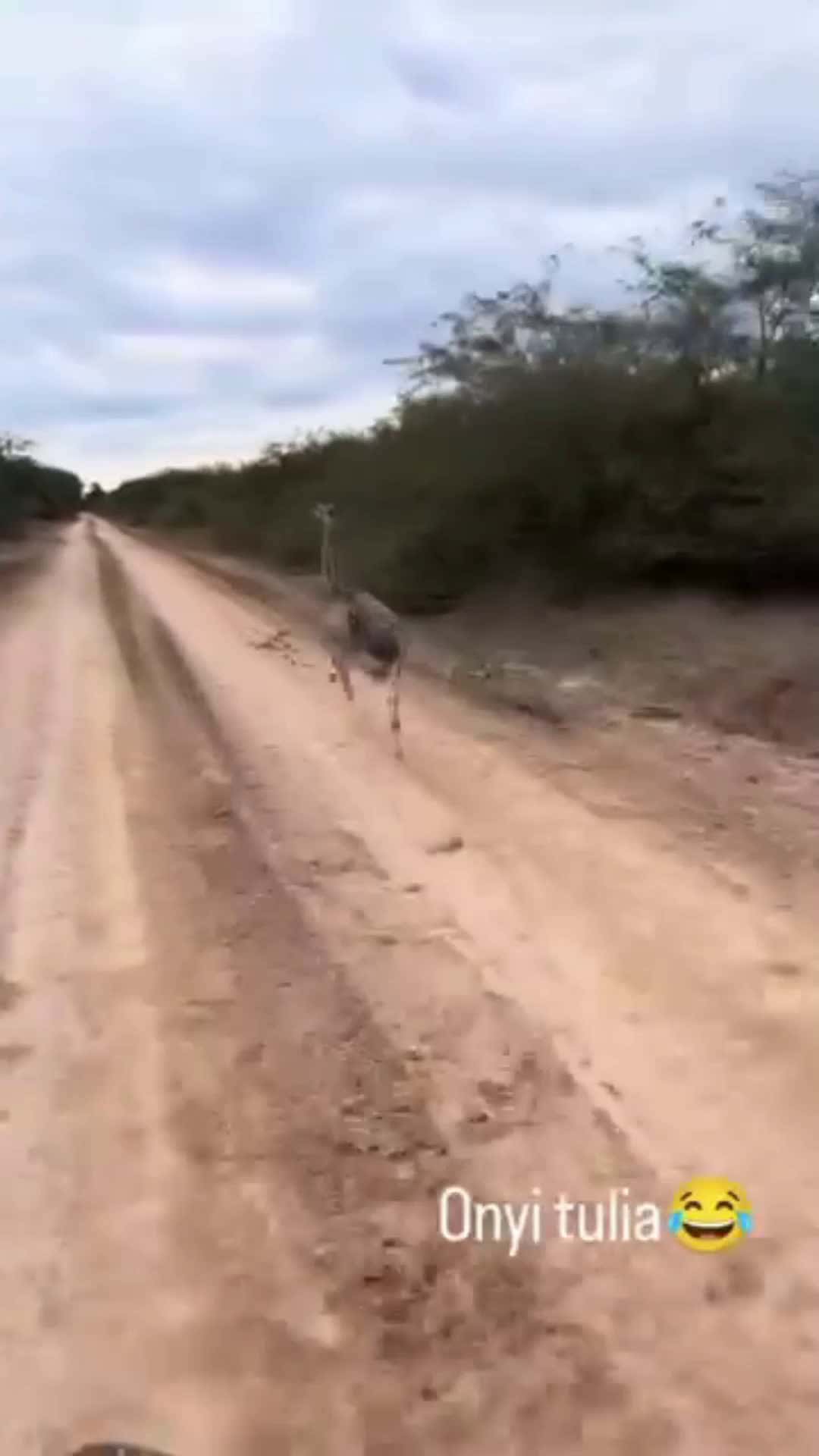 Cover for Ostrich can run at 70 km/hr, imagine one is chasing you! #Texasflashfloods #labubufever #ripozzyosbourne #maxwellepsteintalks #firstvideochallenge #oddlysatisfying #caughtoncamera