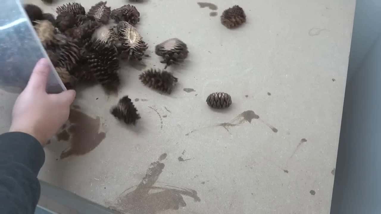 Cover for How to wood turn the BEST hybrid pine cones bowl in the world?