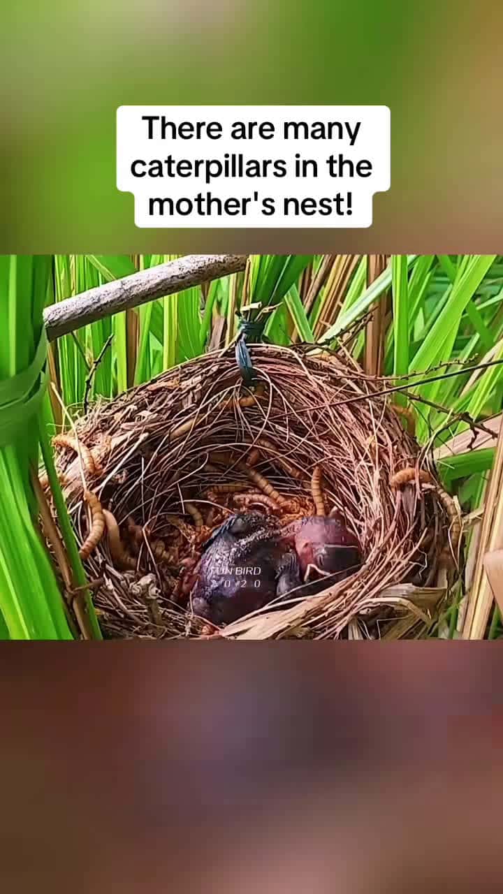 Cover for #CaughtOnCamera The mother bird recognized the blue cuckoo egg and pecked it fiercely! #bird #babybird