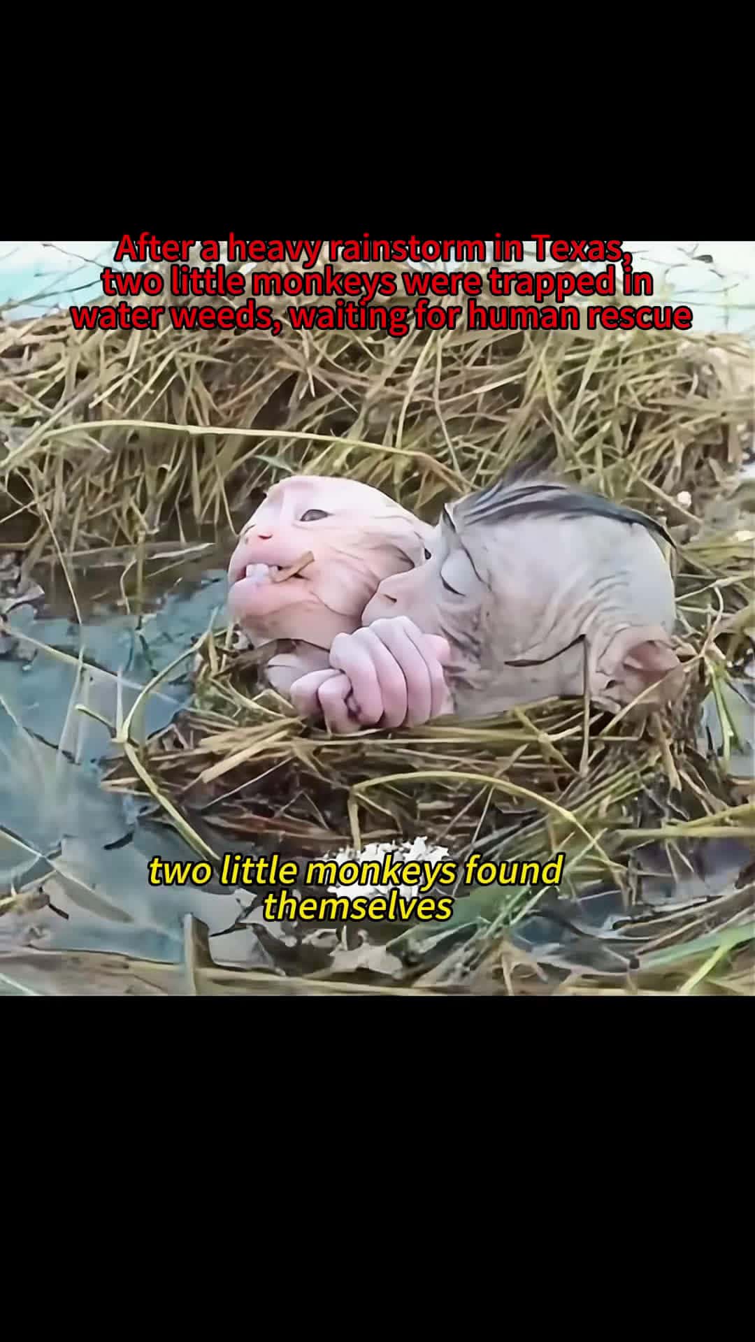 Cover for Someone help them #🥹 #monkey #animals #foryou