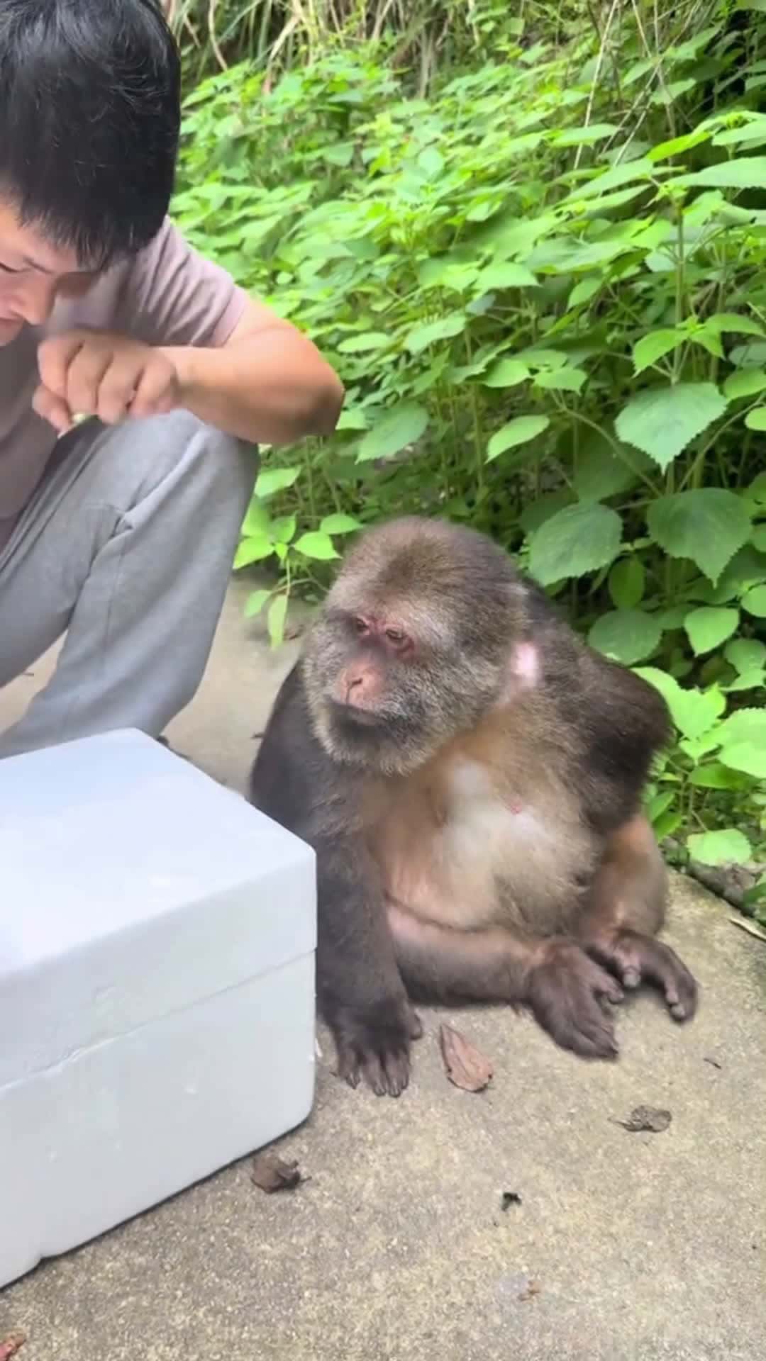 Cover for xingxing: what are we eating today? #monkey #monkey #xingxing #cute #lovely