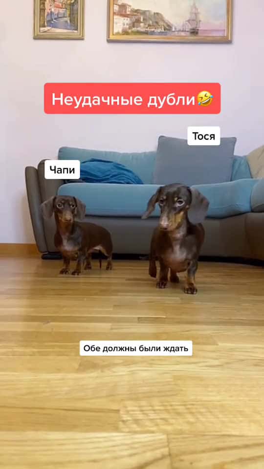 Cover for tiktokrussia dogsoftiktok   pets 94181 #followMe