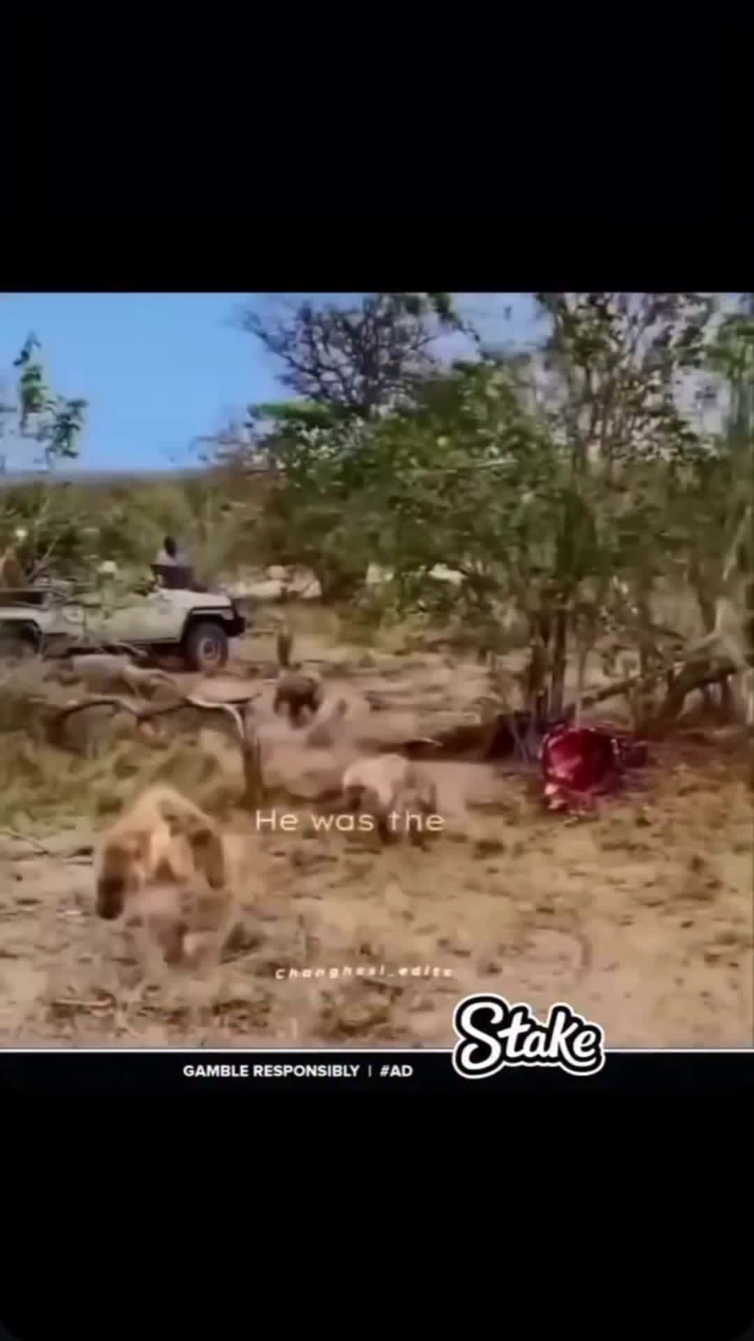 Cover for Did you know about Scarface 🤯 #lion  #wildlife  #nature  #animals #FirstVideoChallenge