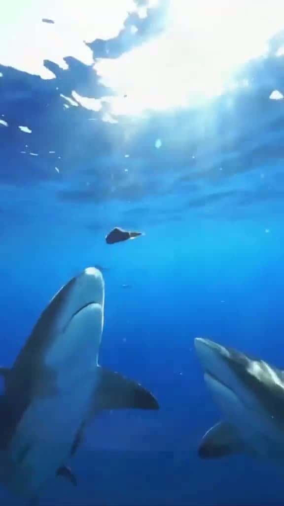Cover for '#sharke #sharkdiving #sharkfishing #greatwhitesharkfacts #greatwhitesharkweek #greatwhiteshark #sharkeatsshark #sharkvsshark #shark #sharkysharkshark #sharkattackshark #sharkattak #sharkbait #sharks #sharkfamily #sharkshark #s...