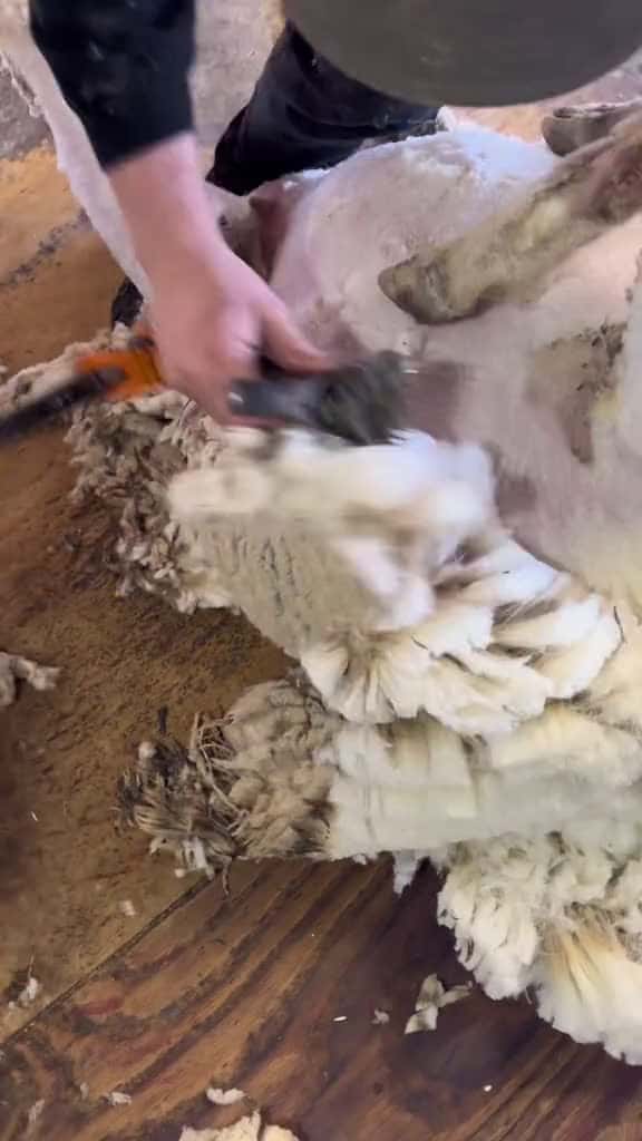 Cover for Look at that wool 72654 #nicevideo