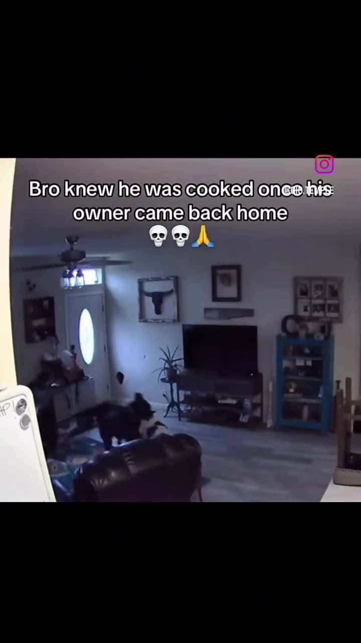 Cover for #fyp  #foryoupage  #viralvideo  #funny  #funnyvideo  #caughtoncamera  #caughtoncamera  #foryou  #dogsoftiktok  #dog  #ringcam  #camera  #bodycam