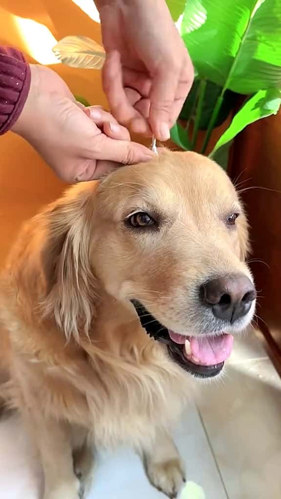 Cover for A day in the life of a dog experiencing make up  dog goldenretrieverlife fyp 67402 #ilovescoopz