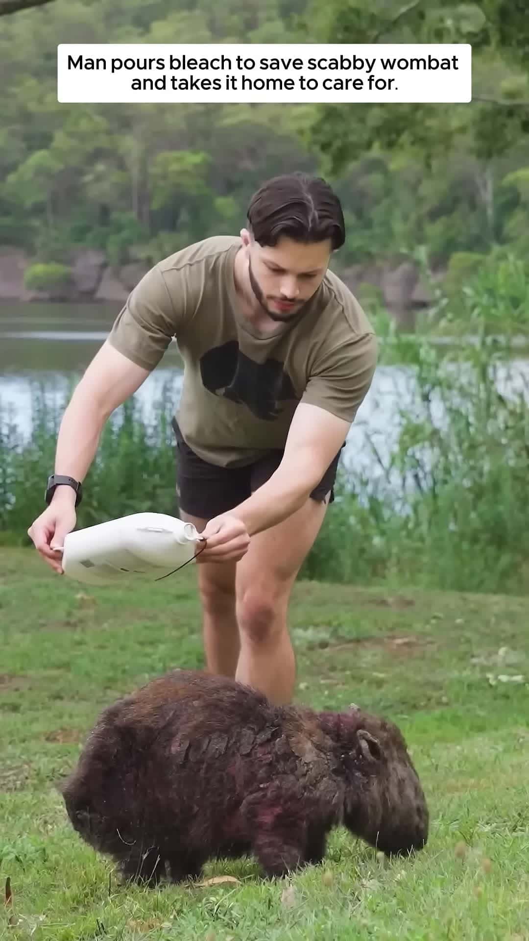 Cover for Man pours bleach to save scabby wombat and takes it home to care for then
