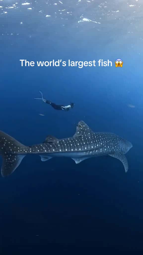 Cover for Human for scale 🦈 Acel got up close + personal with the grace + beauty of whale sharks. #gopro #sharkweek #whaleshark #shark #sharktok #underwaterphotography created by GoPro with GoPro’s original sound