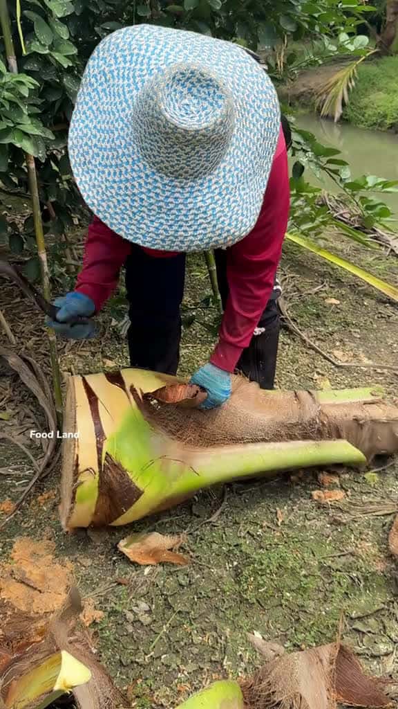 Cover for Experts cut coconut shoots with 35 years skill. . Shop name foodland asmr fruit 24990 #nicevideo