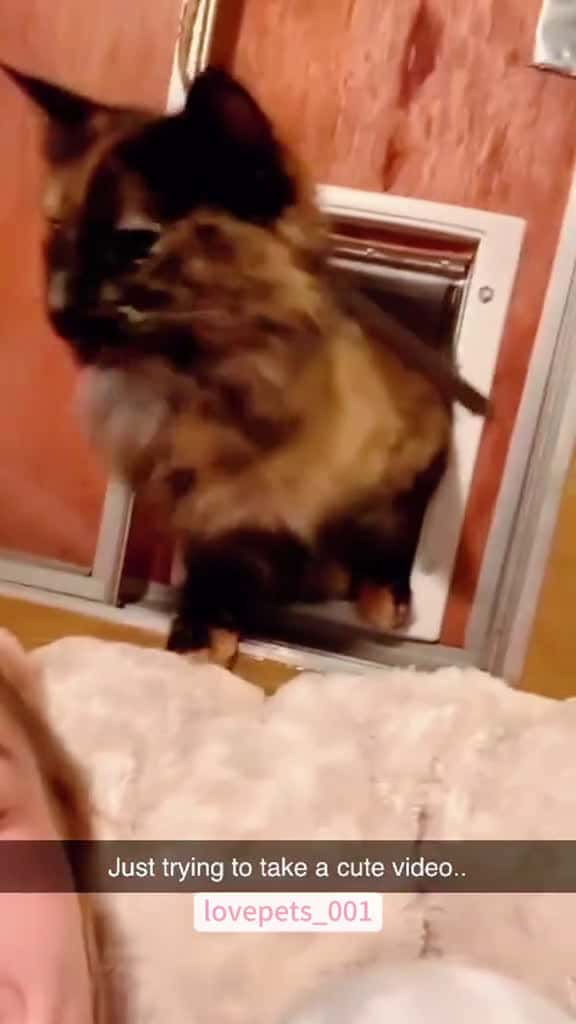 Cover for cats cutecats foryou funnytiktok funnyvideos usa funnyanimals fyp cute funnycat catlover f 72575 #trend