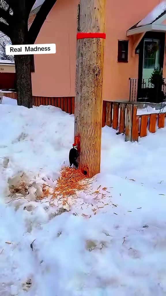 Cover for Witness the Ultimate Woodpecker Frenzy! 🐦 #WoodpeckerMadness #BirdLife #NatureLovers